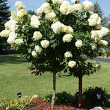20 Seeds Per Pack Hydrangea Flower Seeds - 5 Colors Available