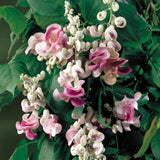 50 Seeds Per Pack - Snail Flower