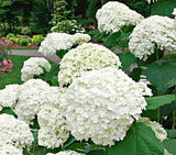 20 Seeds Per Pack Hydrangea Flower Seeds - 5 Colors Available