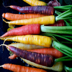 500 Seeds Per Pack Carrot Seeds - 9 Colors Available