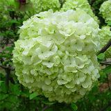 20 Seeds Per Pack Hydrangea Flower Seeds - 5 Colors Available