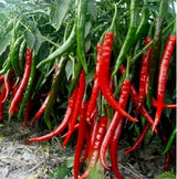 200 Seeds Per Pack - Giant Chili Hot Pepper