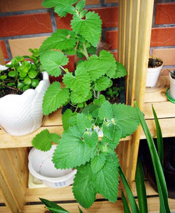 100 Seeds Per Pack -  Mentha Arvensis (Field Mint)Aromatic Herb Plant